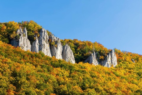 Rock face with mixed forest in autumn colours, limestone rock, autumn, Hausen im Tal, Danube