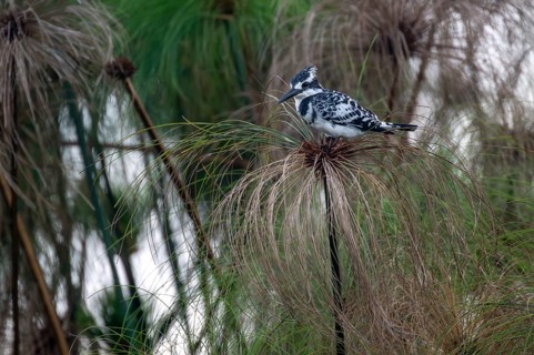 Grey Kingfisher (Ceryle rudis) bird sitting on papyrus, Mabamba Swamp, Lake Victoria, Uganda