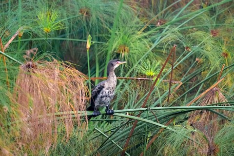 Reed Cormorant (Phalacrocorax africanus), young bird sitting on papyrus, Mabamba Swamp, Lake