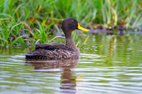 Yellow-billed duck (Anas undulata) swimming in the water, Mabamba Swamp, Lake Victoria, Uganda