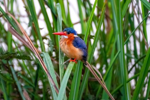 Crested Pygmy Kingfisher (Corythornis scalloped ribbonfish), bird sitting on a reed leaf, Mabamba