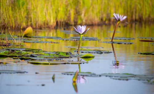 Flower of a water lily (Nymphaeaceae), Mabamba Swamp, Lake Victoria, Uganda