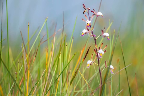 Orchid (Eulophia angolensis Rchb.f. Summerh.) in Mabamba Swamp, Lake Victoria, Uganda