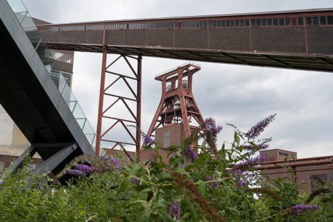Double trestle headframe, Shaft XII, lilacs in bloom in the foreground, Zollverein Coal Mine