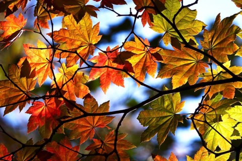 Golden October, autumn leaves, Germany