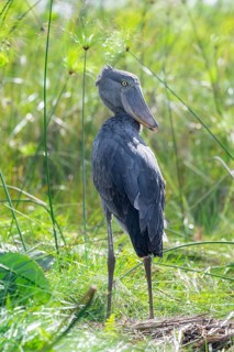 Shoebill (Balaeniceps rex) in the swamps of Mabamba between Papyrus, Lake Victoria, Uganda