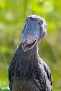 Funny animal portrait, shoebill (Balaeniceps rex) in the swamps of Mabamba, Lake Victoria, Uganda