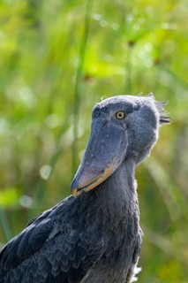 Animal portrait, Shoebill (Balaeniceps rex) in the swamps of Mabamba, Lake Victoria, Uganda