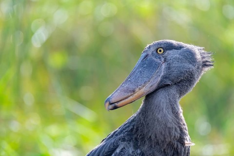 Shoebill (Balaeniceps rex) in the swamps of Mabamba, Lake Victoria, Uganda