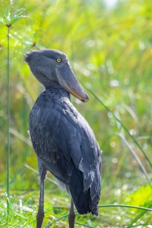 Shoebill (Balaeniceps rex) in the swamps of Mabamba, Lake Victoria, Uganda