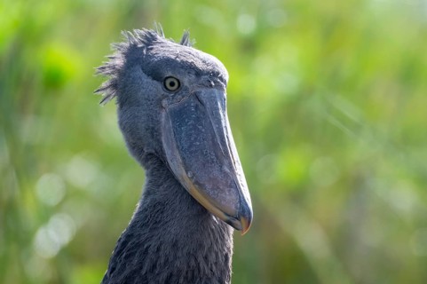 Animal portrait, Shoebill (Balaeniceps rex) in the swamps of Mabamba, Lake Victoria, Uganda