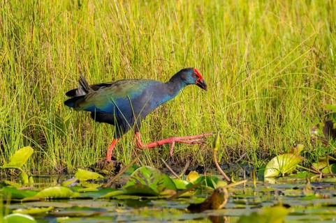 Emerald partridge (Porphyrio madagascariensis), walking on water lily pads, foraging, Mabamba