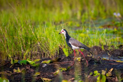 Long-toed Lapwing (Vanellus crassirostris), bird on the shore, Mabamba Swamp, Lake Victoria, Uganda