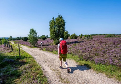 Hiker on a path through flowering heathland, heather and juniper bushes, Lüneburg Heath nature