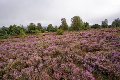 Purple flowering heath, broom heather and juniper bushes, Wilseder Berg, Lüneburg Heath nature