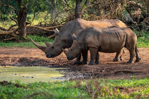 Two animals at a waterhole, Southern white rhinoceros (Ceratotherium simum simum), Ziwa Rhino