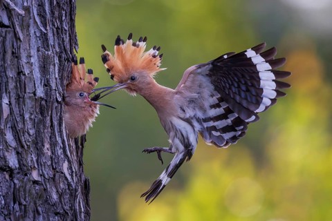 Hoopoe (Upupa epops) Bird of the Year 2022, male with food, prey, foraging, food for the young
