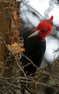 Magellanic Woodpecker (Campephilus magellanicus) male, Patagonia, South America