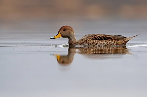 Andean duck (Anas flavirostris), Torres del Paine National Park, Patagonia, Chile, South America