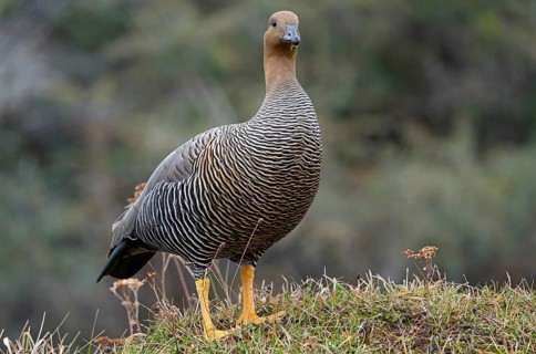 Magellanic goose (Chloephaga picta) female, Patagonia, South America