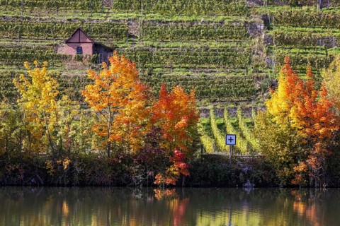 Autumn on the Neckar in Stuttgart. Vineyards of the Steinlage with colourful autumn leaves.