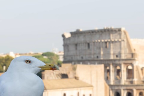 Yellow-legged gull (Larus michahellis) adult bird on an ancient city building with The Colosseum in