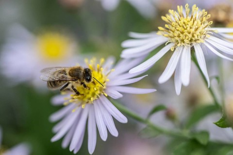 Honey bee (Apis mellifera) on wild aster (acer ageratoides), Rhineland-Palatinate, Germany