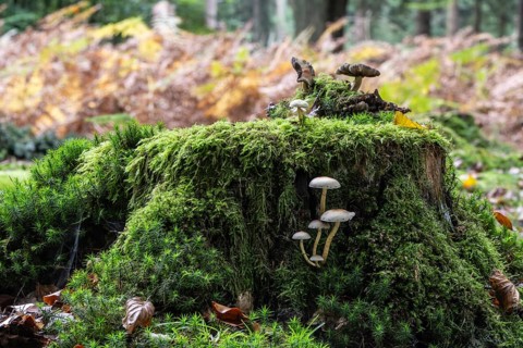 Sulphur tuft (Hypholoma fasciculare) Emsland, Lower Saxony, Germany
