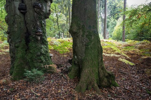 Old copper beech (Fagus sylvatica) and bracken fern (Pteridium aquifolium) infested with tinder