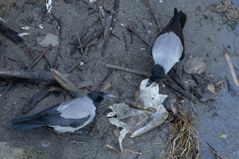 Hooded crow (Corvus cornix) two adult birds feeding on litter by a river, Rome, Italy
