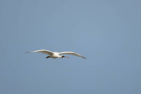 Eurasian spoonbill (Platalea leucorodia) adult bird flying, England, United Kingdom