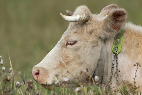 Cattle or Cow (Bos taurus) adult farm animal sleeping in a grass field, England, United Kingdom