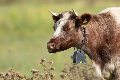 Cattle or Cow (Bos taurus) adult farm animal standing in a grass field, England, United Kingdom