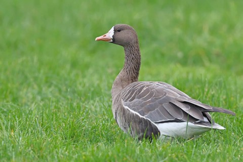 White-fronted goose (Anser albifrons), standing in a meadow in the wintering area, wildlife,