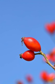 Ripe rosehip fruit of the dog rose (Rosa canina) on a branch, in front of a blue sky, Wilnsdorf,