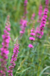 Purple loosestrife, summer, Germany