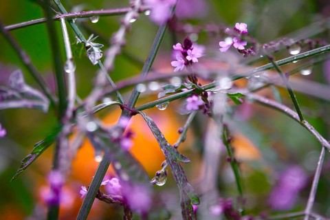 Flower with water droplets after rain in summer, Germany