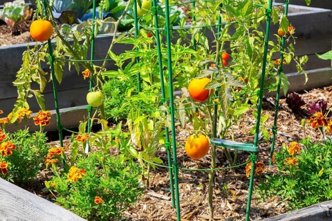 Lycopersicon esculentum - Tomato plants growing in raised wood frame garden bed in community