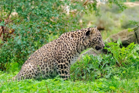 A Persian leopard cub (Panthera pardus saxicolor) sits at the edge of the forest and watches