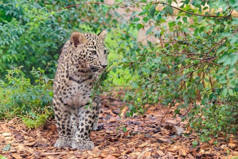 A Persian leopard cub (Panthera pardus saxicolor) stands at the edge of the forest and watches