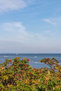 Potato rose (Rosa rugosa) on the shore of the Baltic Sea, Geltinger Birk nature reserve, Nieby,