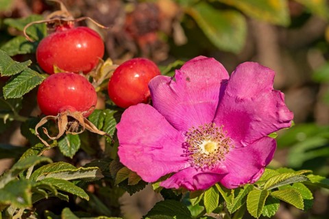 Potato rose (Rosa rugosa) on the Baltic Sea shore, rose hips, blossom, Geltinger Birk nature