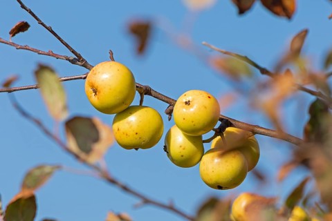 Wild apples (Malus sylvestris) on the Baltic Sea shore, Geltinger Birk nature reserve, Nieby,