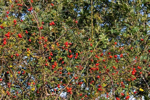 Rosehips on the Baltic Sea shore, Geltinger Birk nature reserve, Nieby, Schleswig-Holstein, Germany
