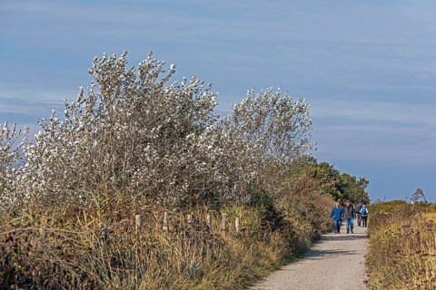 Silver poplar (Populus alba), drought, drought stress, white underside of leaves, walker, path,