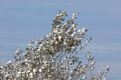 Silver poplar (Populus alba), drought, drought stress, white underside of leaves, Geltinger Birk