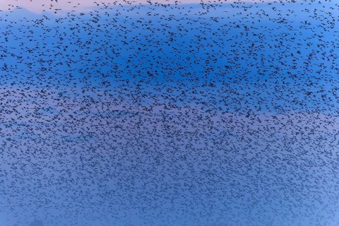 A dense flock of birds passes by in the morning mist, starling (Sturnus vulgaris), flock wildlife,