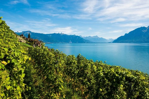 Picturesque village in the vineyards by the lake, Saint-Saphorin, Lavaux, UNESCO World Heritage