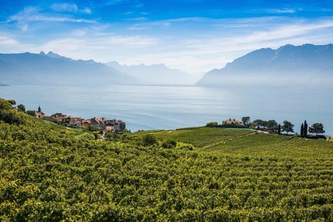 Picturesque village in the vineyards by the lake, Rivaz, Lavaux, UNESCO World Heritage Site, Lake