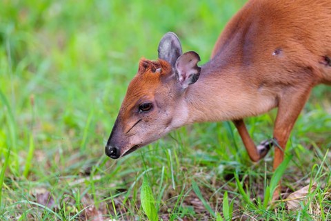 A female Red Forest Duiker (Cephalophus natalensis) stands in a green meadow, eating grass and